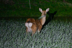 【東京発着】大槌町で野生動物の生態について学ぼう!親子向けツアーの募集が開始されました!